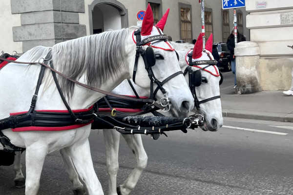 Lovaskocsi Bécs utcáin