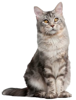 Kisállat-biztosítás macskáknak Kisállat-biztosítás macskáknak