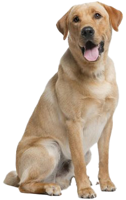 Kisállat-biztosítás kutyáknak Kisállat-biztosítás kutyáknak